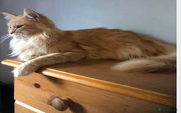 Maine Coon cats for sale: Gorgeous bundles of fluff n mischief  - Image 19