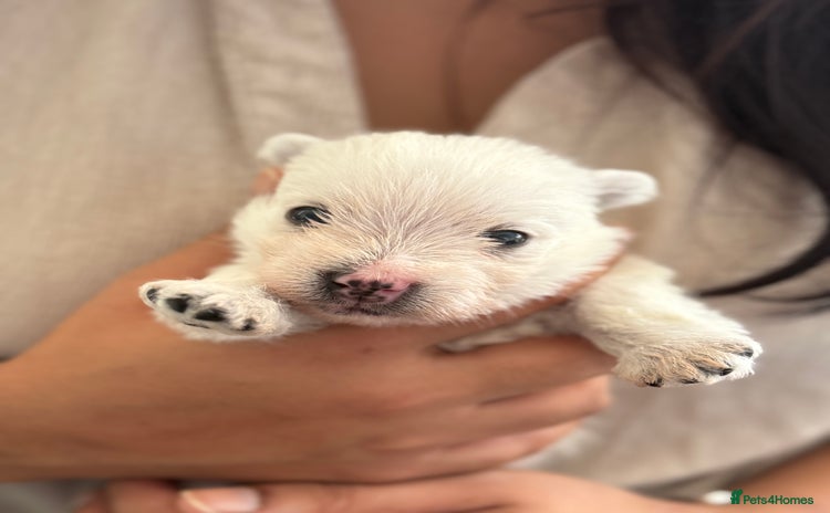 West Highland Terrier dogs - Advert 4