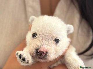 West Highland Terrier dogs - Advert 1