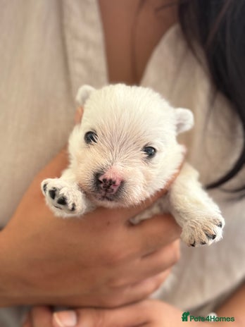 West Highland Terrier dogs - Advert 2