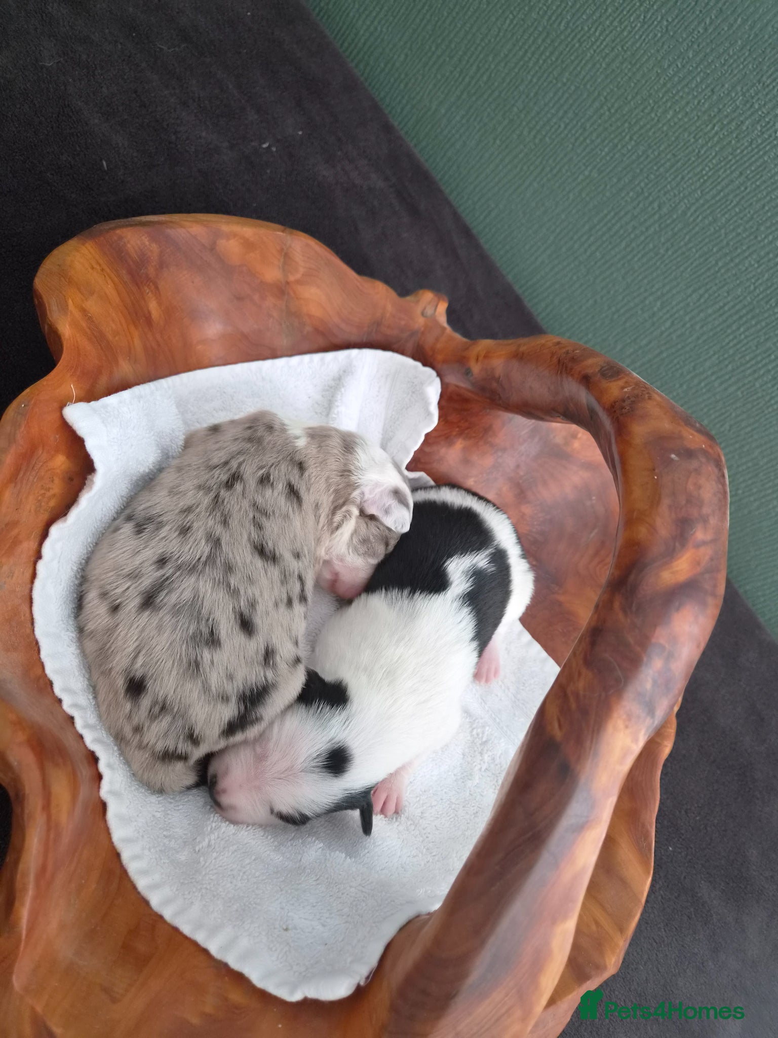 Mixed Breed dogs Beardie border x puppies - Advert 10