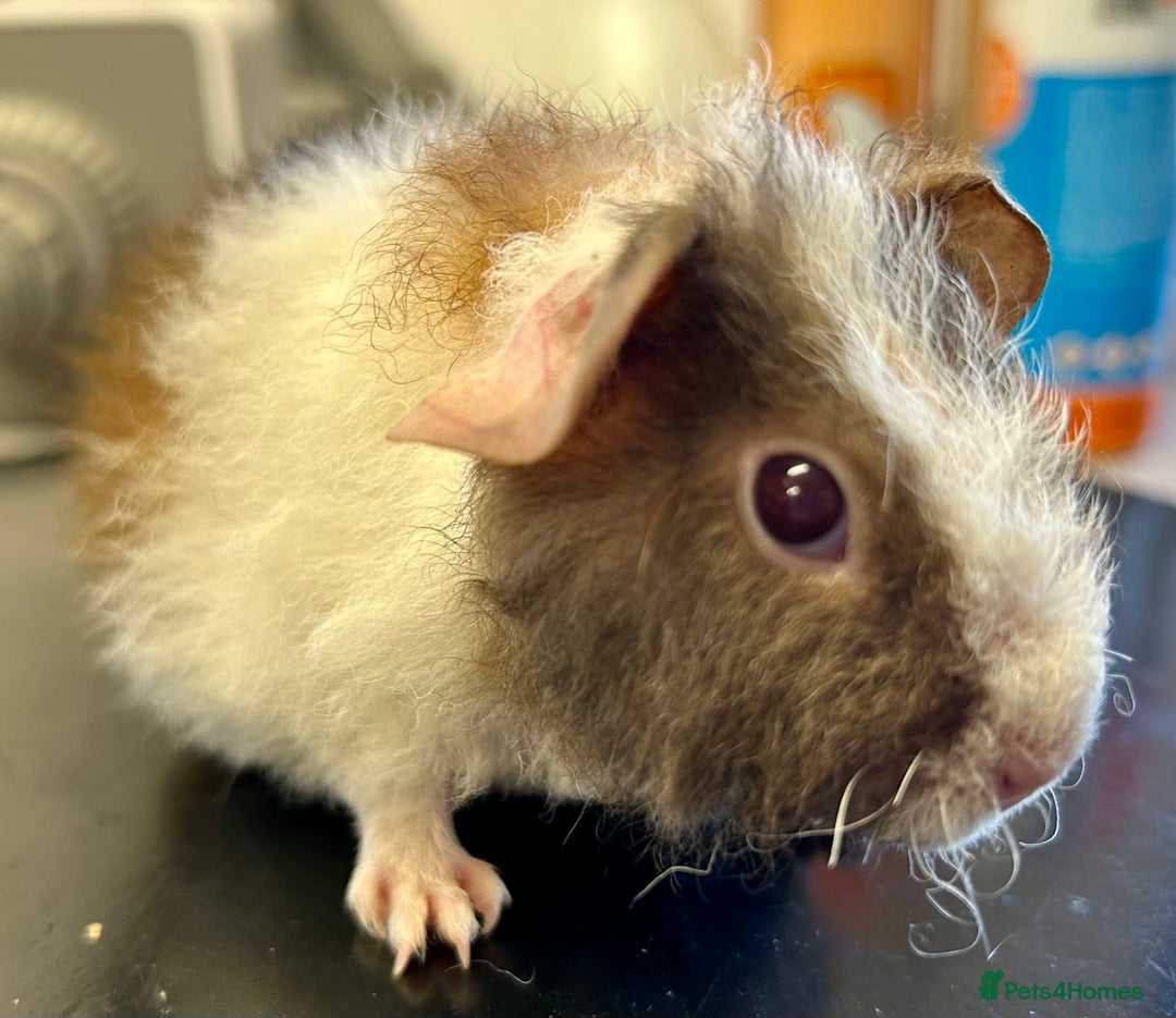 Guinea Pig rodents for sale: Teddy Guinea Pig Baby Boars - Image 12