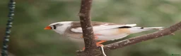 Finches birds for sale: Various Zebra Finch Variants  - Advert 13