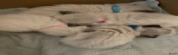 Ragdoll cats for sale: Pedigree Ragdoll Kittens  - Advert 20