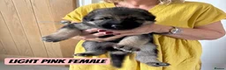 Mixed Breed dogs for sale: German Shepherd Caucasian Shepherd Swiss Shepherd - Advert 7