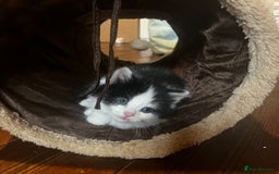 Mixed Breed cats for sale: 4 beautiful black and white kittens for sale  - Image 7