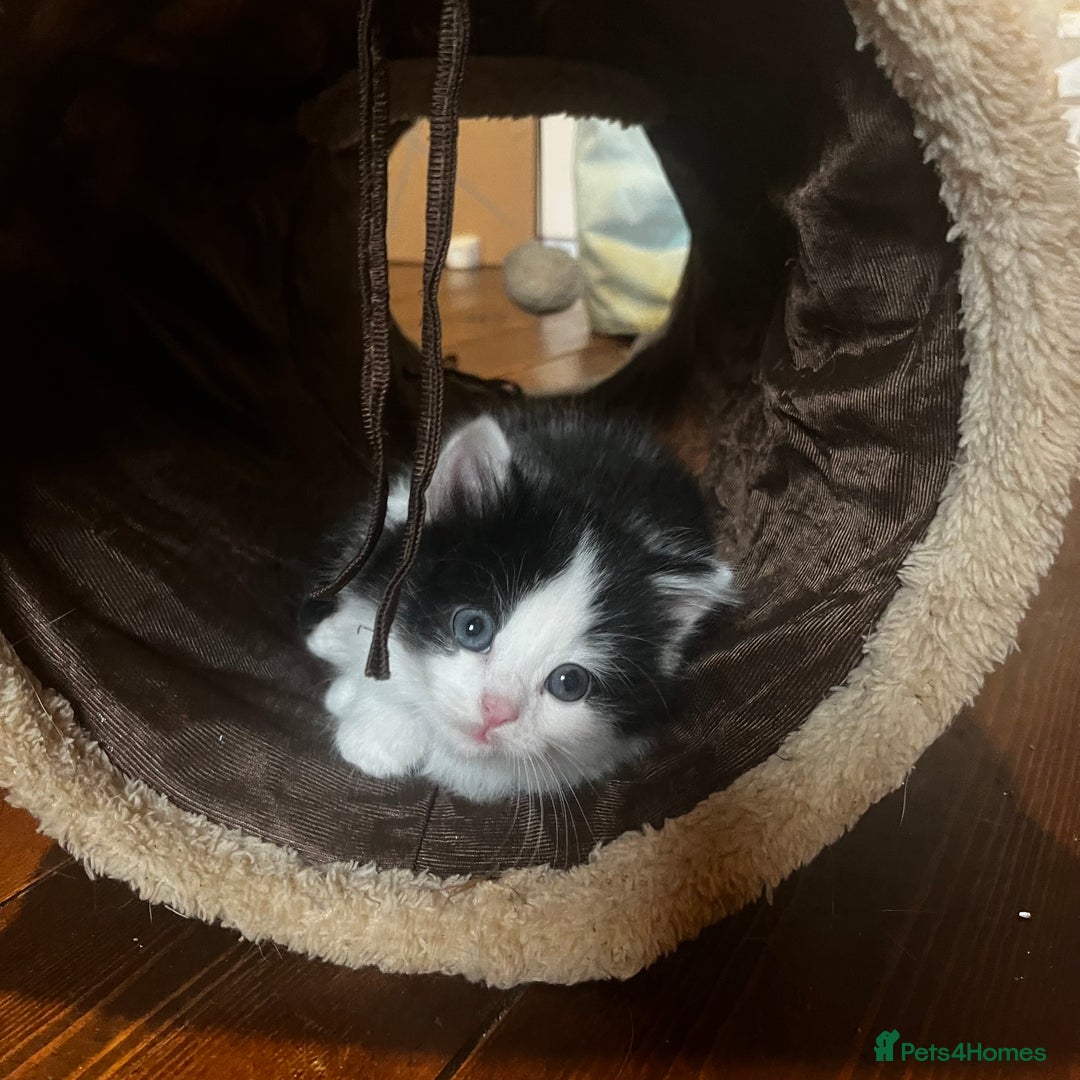 Mixed Breed cats for sale: 4 beautiful black and white kittens for sale  - Image 7