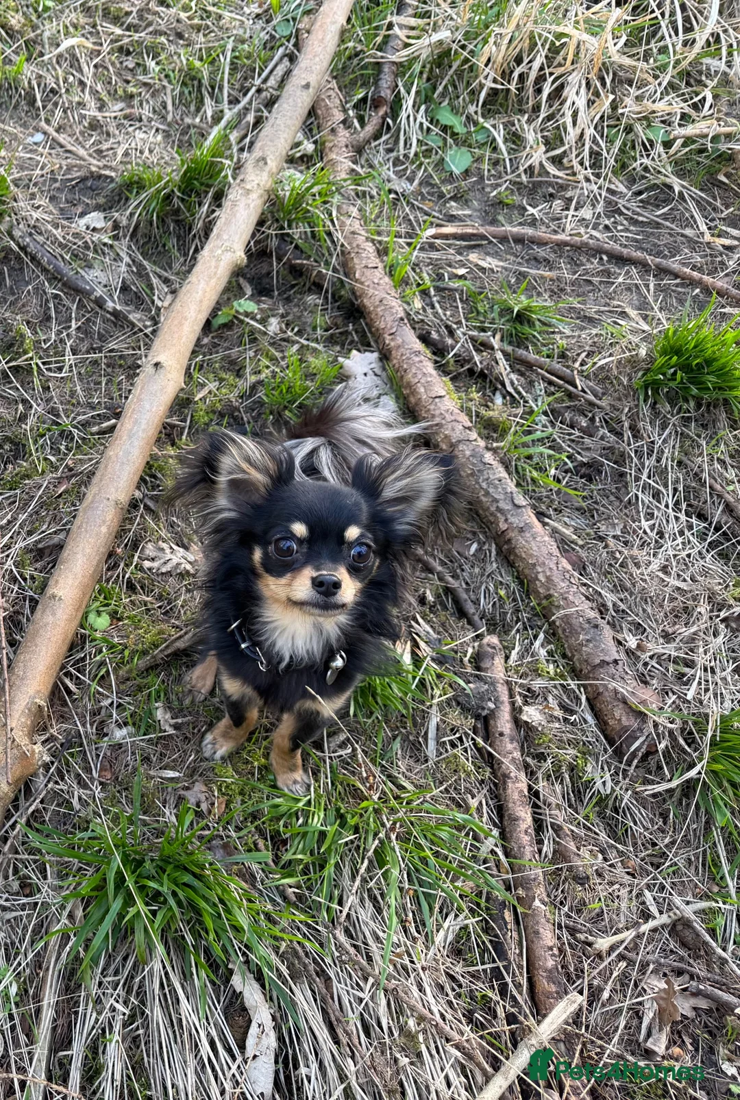 Chihuahua dogs for sale: Long coat Chihuahia  in Northampton - Advert 2