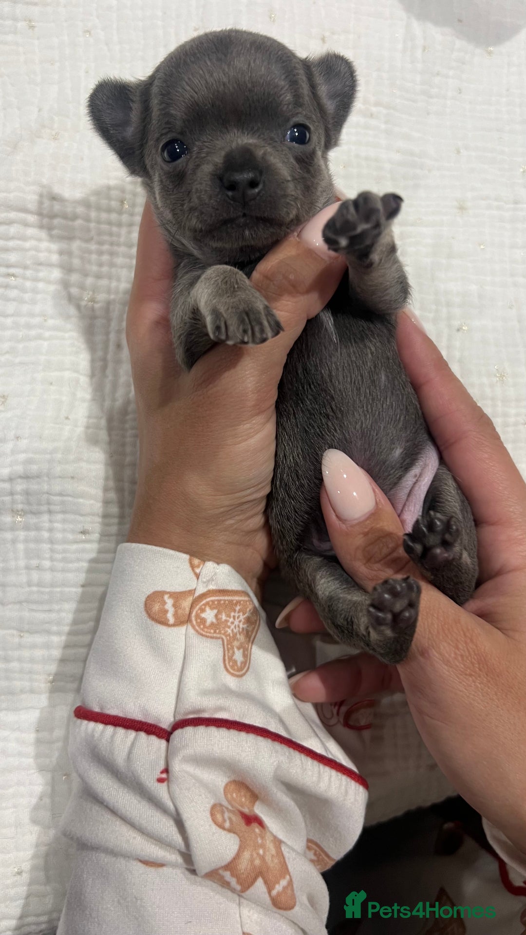 Chihuahua dogs for sale: Stunning Chihuahua Puppies ⭐️ - Advert 10