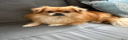 Mixed Breed dogs for sale: Mixed breed fluffs  - Advert 2