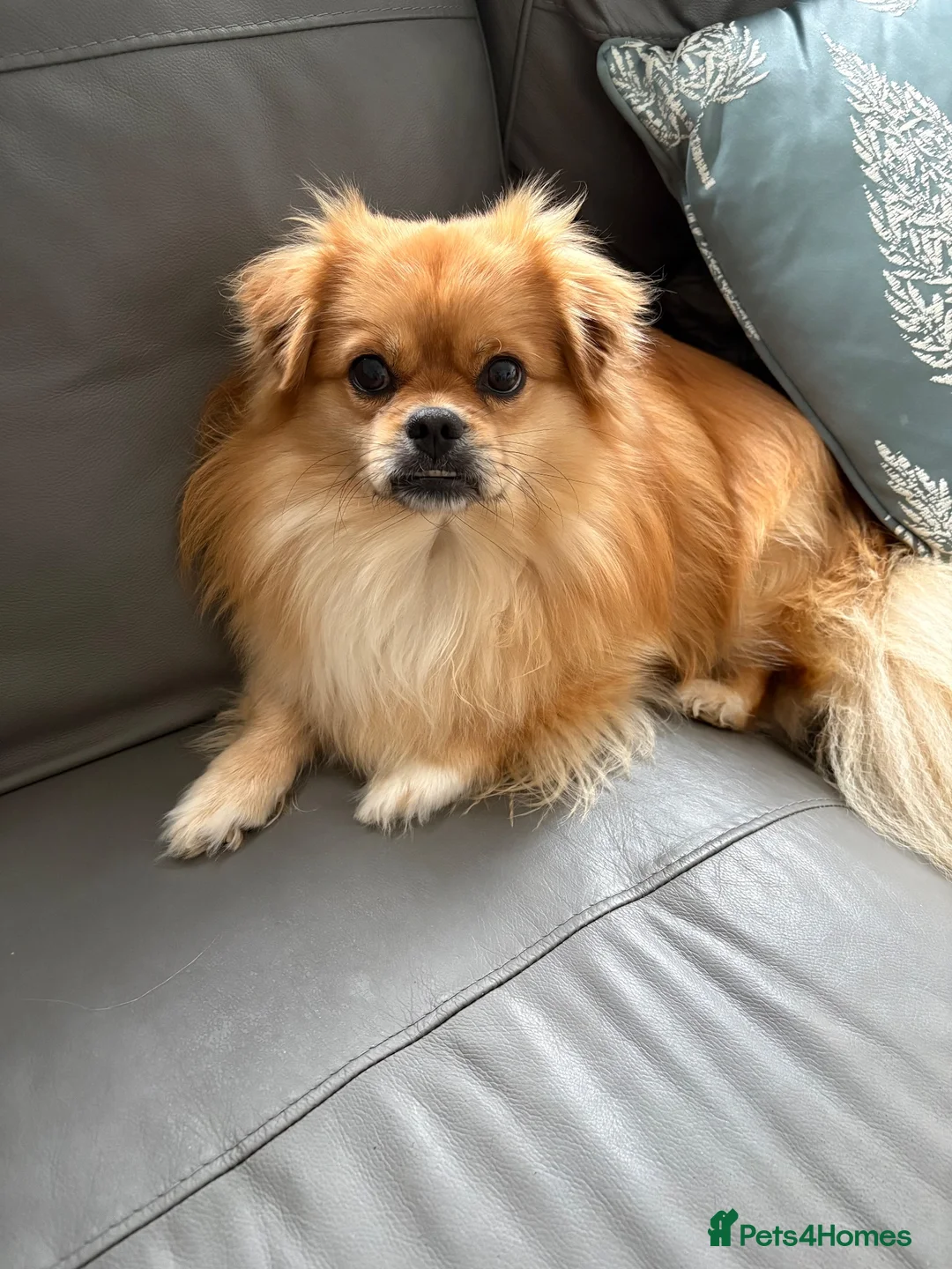 Mixed Breed dogs for sale: Mixed breed fluffs  - Advert 2