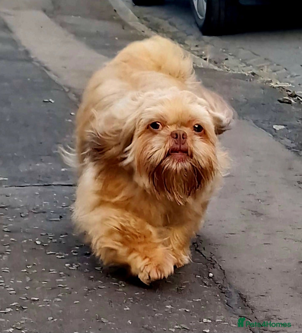 Shih Tzu dogs Shiela  - Advert 1