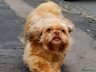 Shih Tzu dogs Shiela - Advert 1