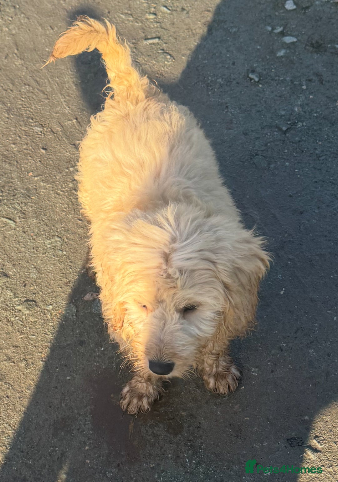Goldendoodle dogs for sale: Humphrey – Male F1B Miniature Goldendoodle | - Advert 5