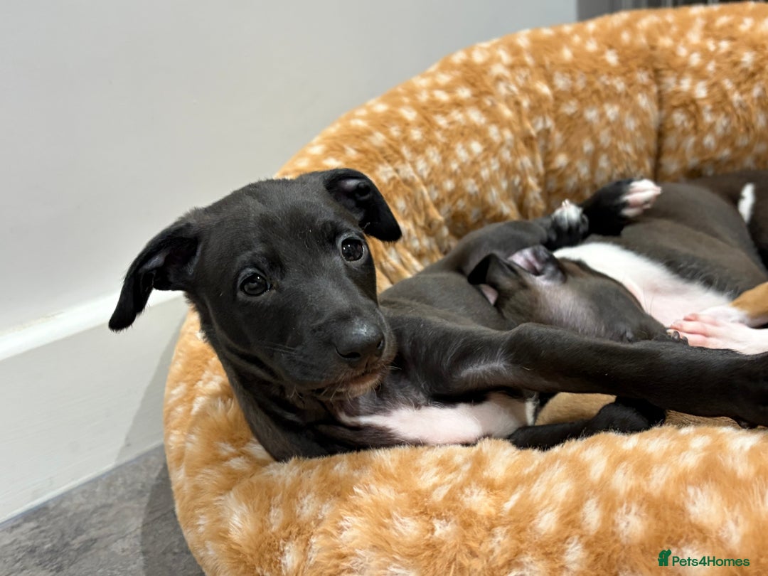 Italian Greyhound dogs for sale: 3/4 Italian greyhound 1/4 whippet puppies - Image 2