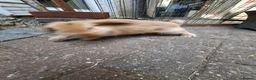 Mini Lop rabbits for sale: Mini Lops - Advert 7