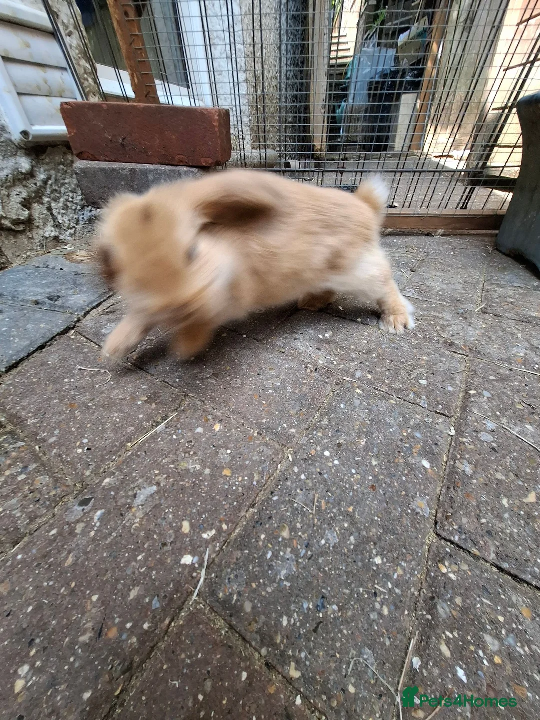 Mini Lop rabbits for sale: Mini Lops - Advert 7