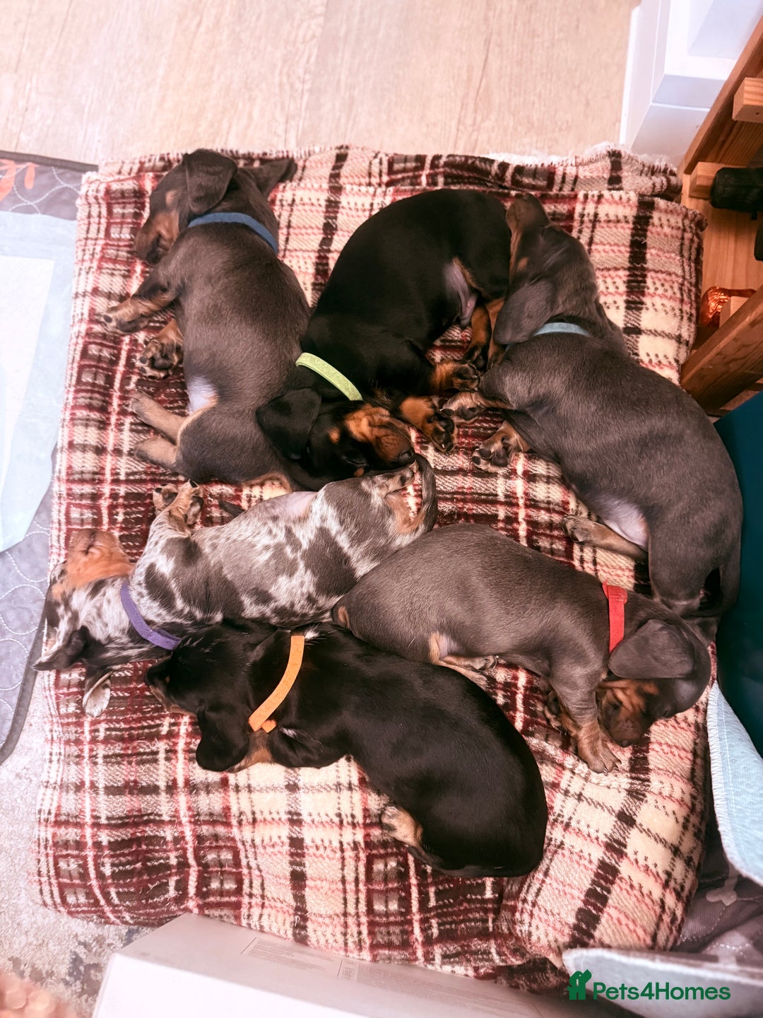 Miniature Dachshund dogs for sale: Miniature Daschund puppies - Advert 8
