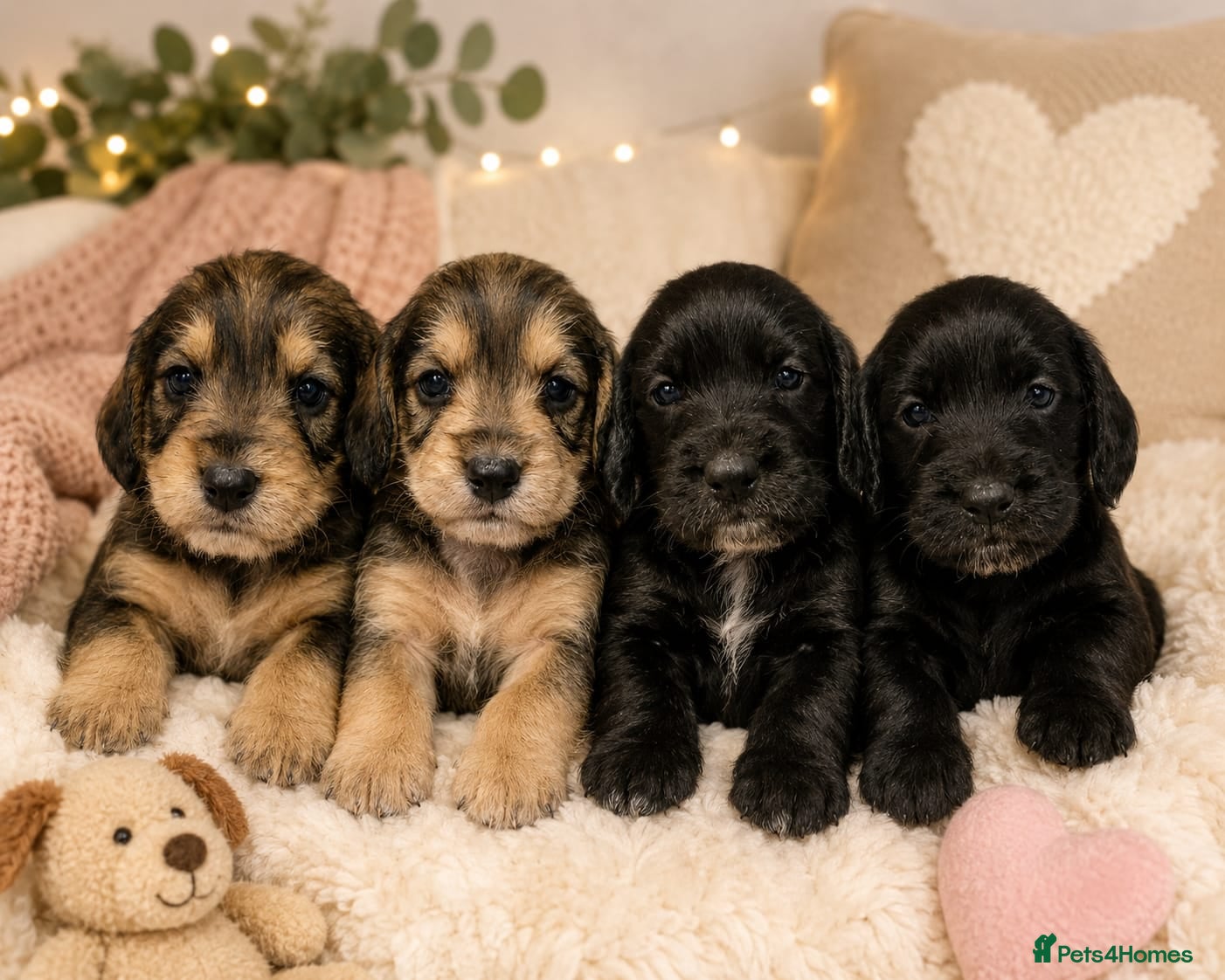 Mixed Breed dogs Fab Little Schnockers (mini schnauzer x cocker) - Advert 1