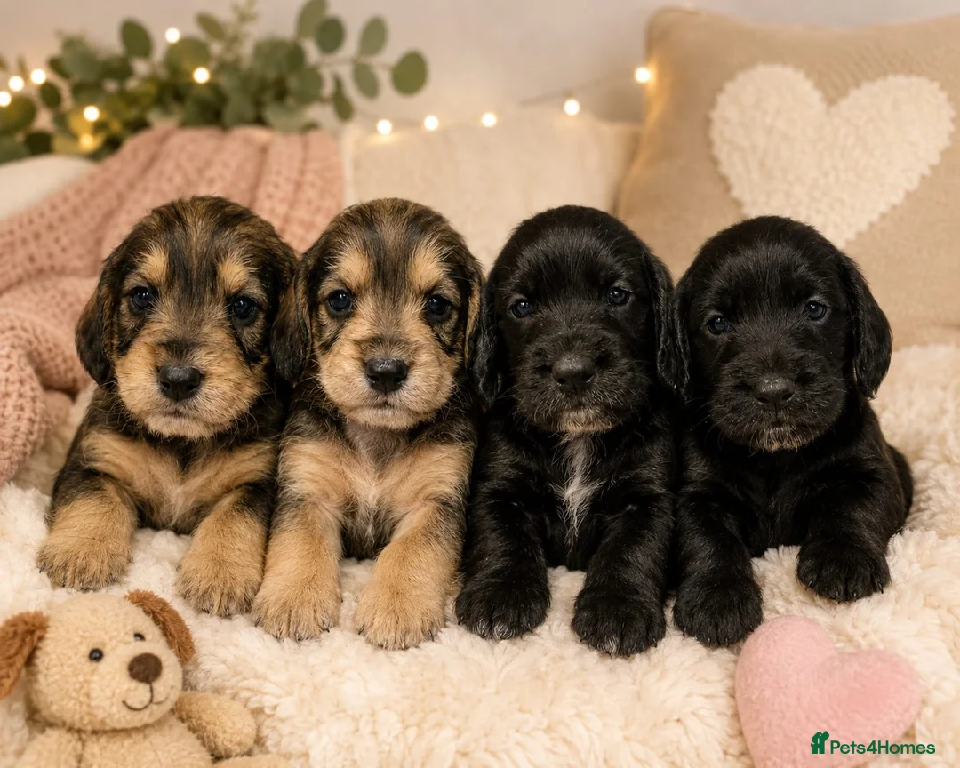 Mixed Breed dogs for sale: Fab Little Schnockers (mini schnauzer x cocker) - Advert 1