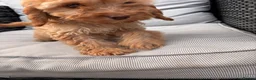 Cockapoo dogs for sale: Gorgeous cockatoo puppies - Advert 24