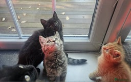 British Shorthair cats for sale: Glorious Pure BSH Kittens Ready Now! - Advert 2