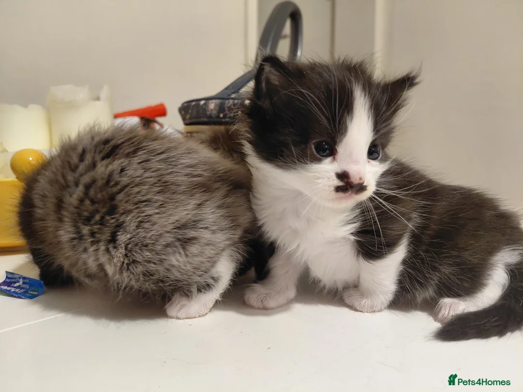 Mixed Breed cats for sale: lowely kittens - Advert 2