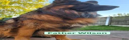 German Shepherd dogs for sale: Pedigree German Shepherd Puppies - Advert 4