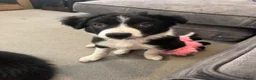 Border Collie dogs for sale: Border Collie Pup - Advert 7