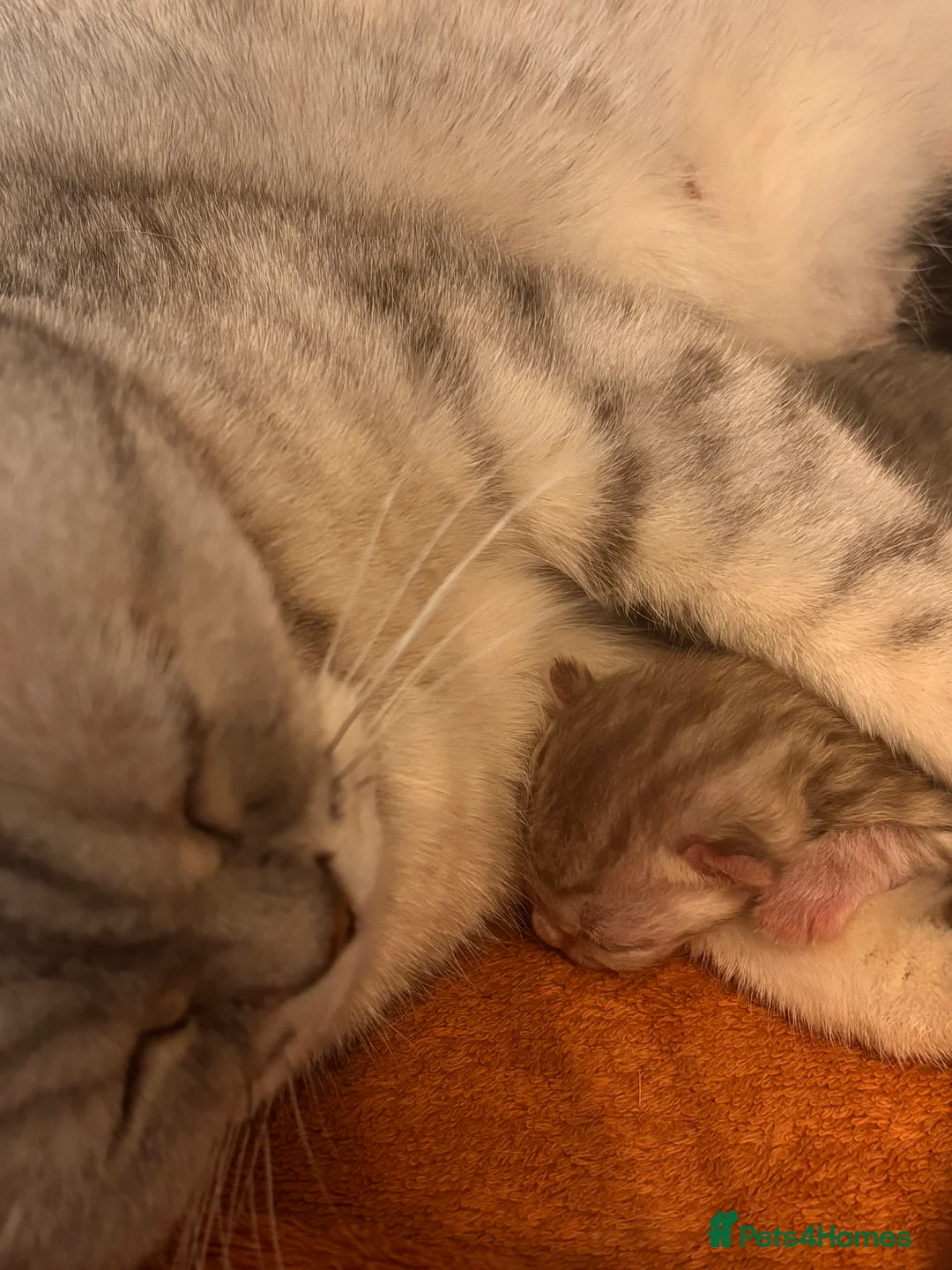 British Shorthair cats for sale: Kittens ready for a new home  - Advert 2
