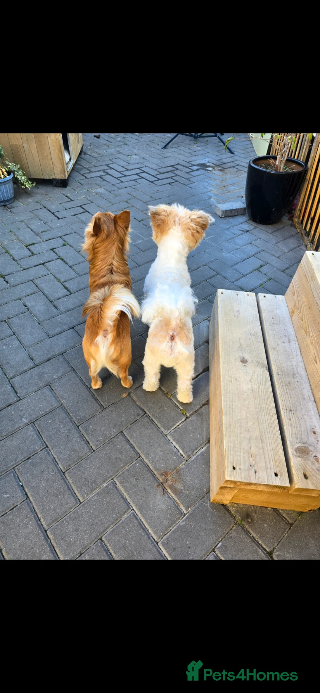 Mixed Breed dogs for sale: Rehoming These Brothers - Advert 9