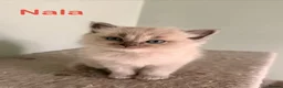 Ragdoll cats for sale: Beautiful Blue-Eyed Ragdoll Kittens - Advert 16