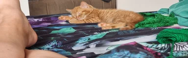 Persik