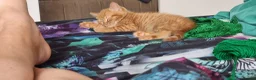 Mixed Breed cats for sale: We looking for home - Advert 15
