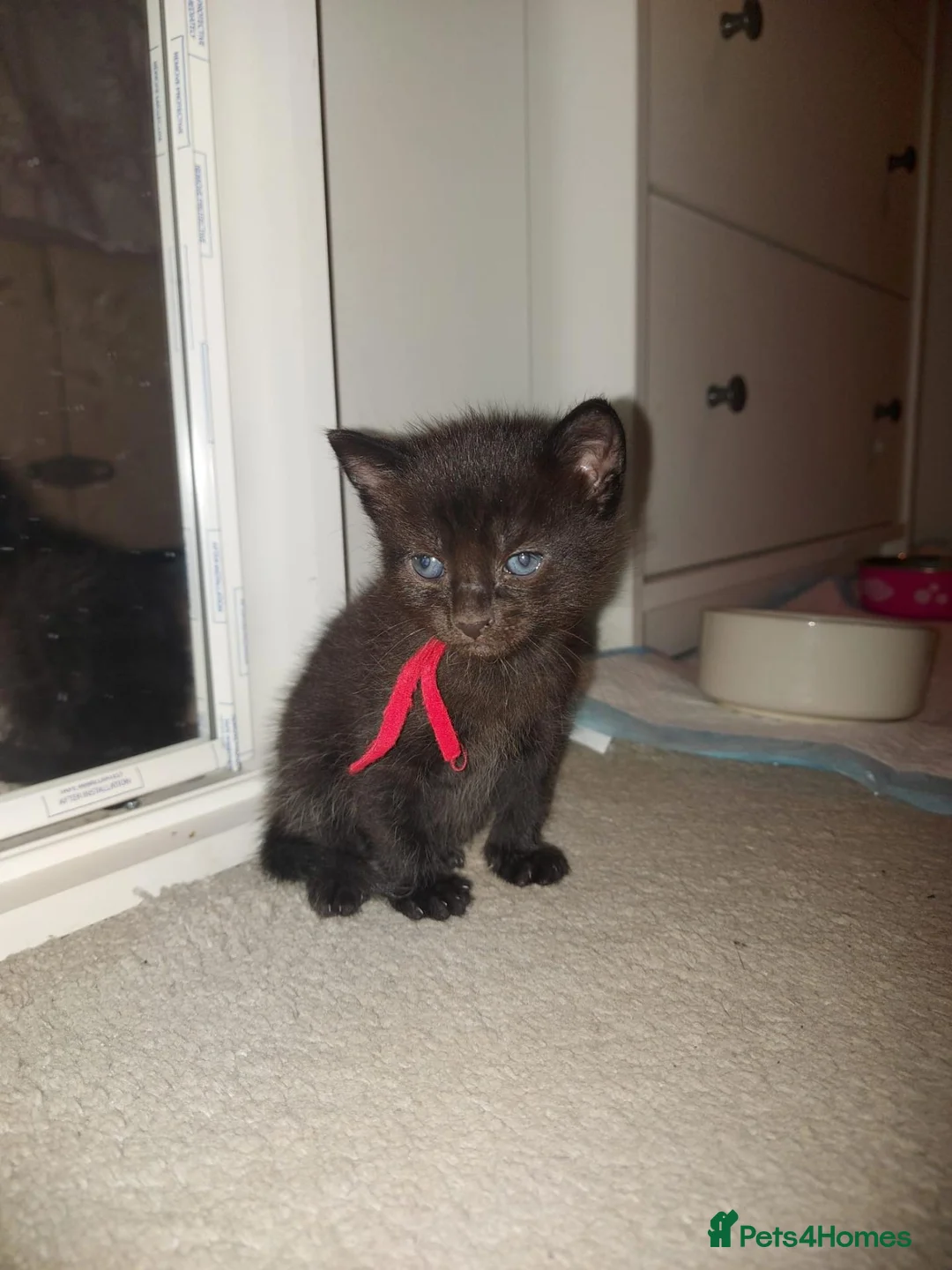 Mixed Breed cats for sale: Black kittens - Advert 2
