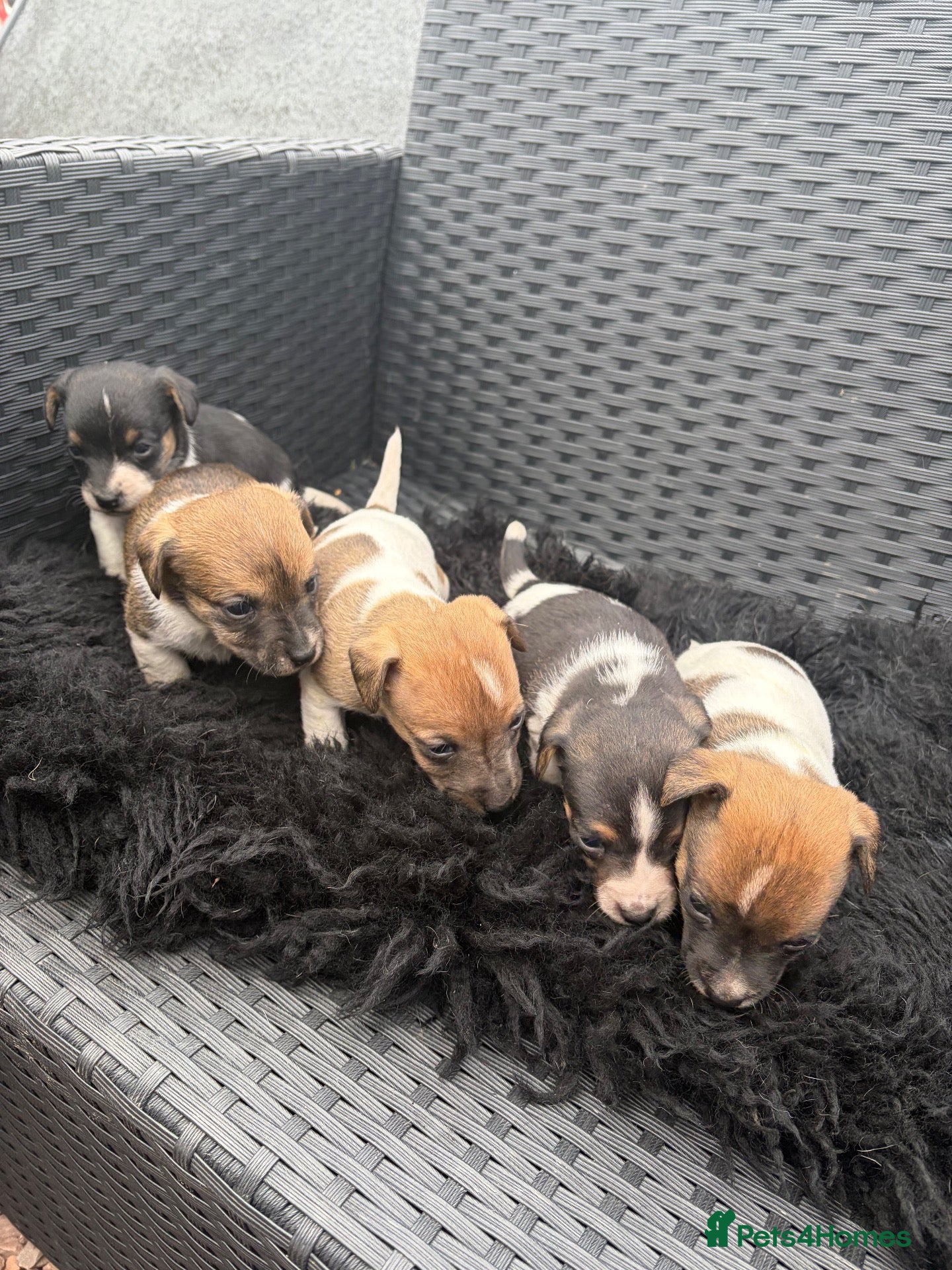 Jack Russell dogs for sale: 5 Jack russle pups 4 boys one girl  - Advert 1