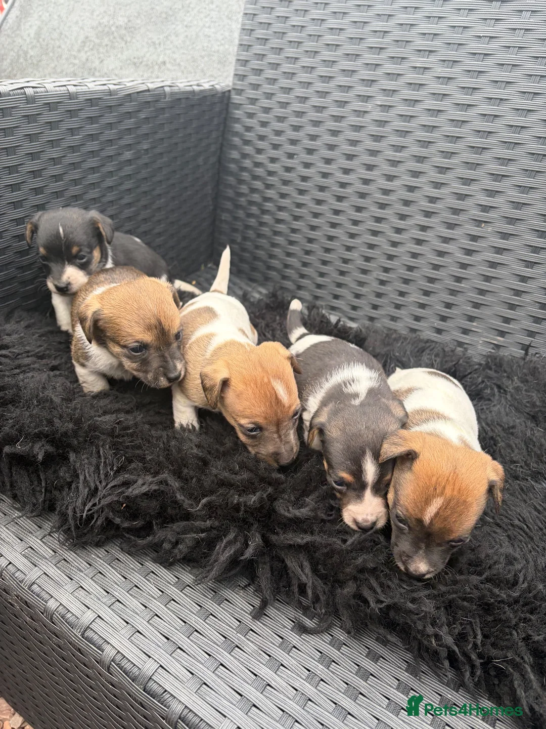 Jack Russell dogs for sale: 5 Jack russle pups 4 boys one girl  - Advert 1
