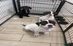 Presa Canario dogs for sale: BANE PRESA CANARIO 2 years old male  - Image 9