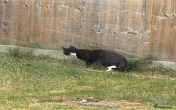 Domestic Shorthair cats for sale: 10 month old tuxedo cat - Image 3