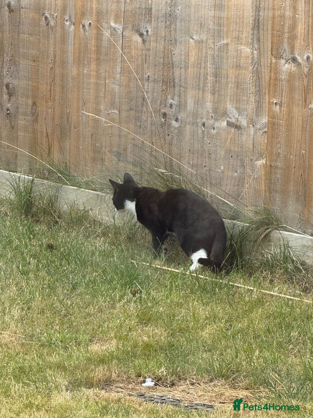 Domestic Shorthair cats for sale: 10 month old tuxedo cat - Image 3