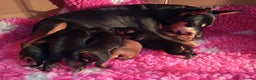 Miniature Pinscher dogs for sale: Beautiful pure bred miniature pinscher puppies  - Advert 2