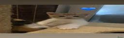 Mixed Breed cats for sale: Kittens  - Advert 17