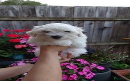 Zuchon dogs for sale: Zuchon Puppies for sale 6 Male and 2 Female  - Image 18