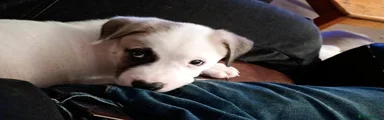 Mixed Breed 1