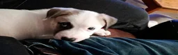 Mixed Breed dogs for sale: Akita cross puppies for sale in Tamworth - Advert 3