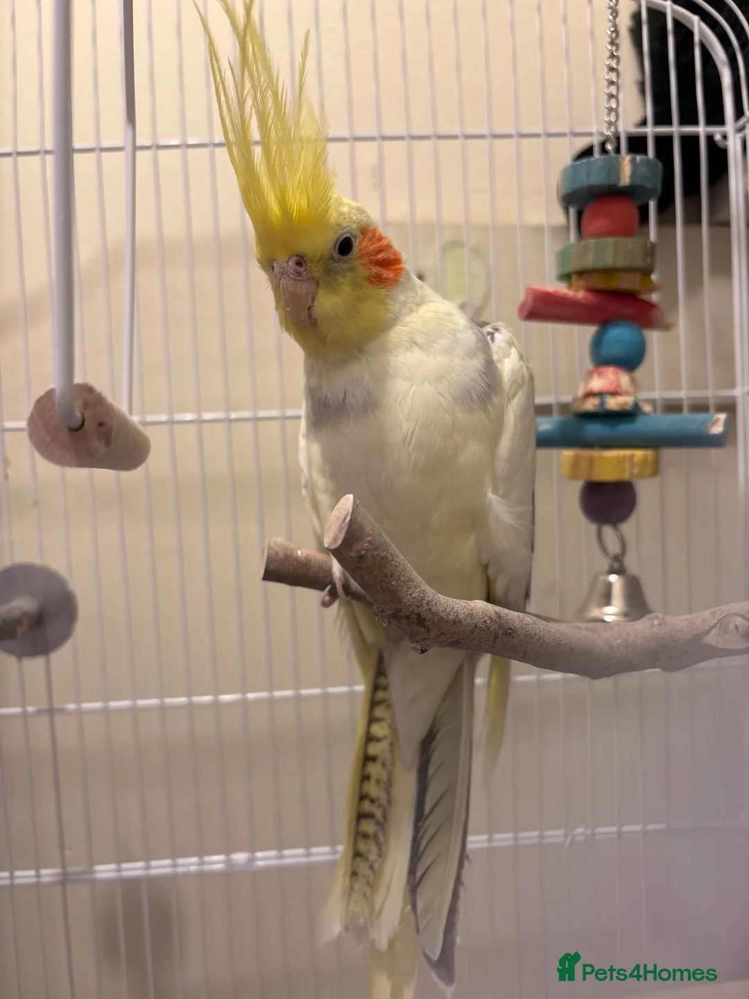 Cockatiels birds for sale: Cockatiel - Advert 2