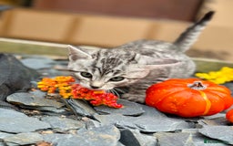 Bengal cats for sale:  Beautiful Bengal kittens  - Image 10