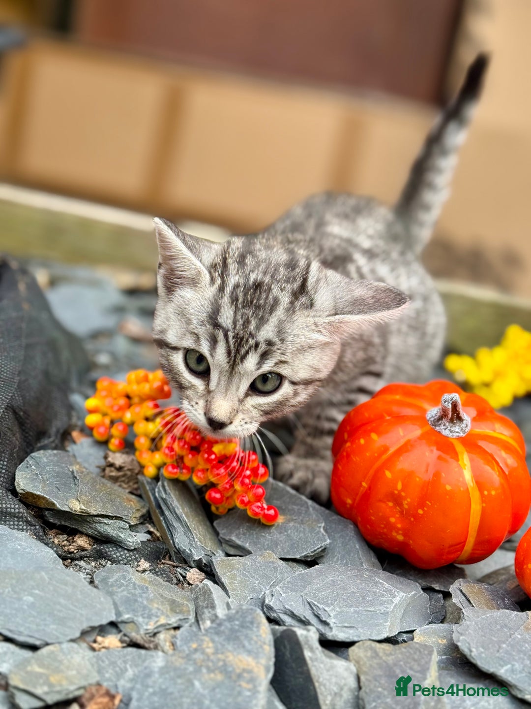 Bengal cats for sale:  Beautiful Bengal kittens  - Image 10
