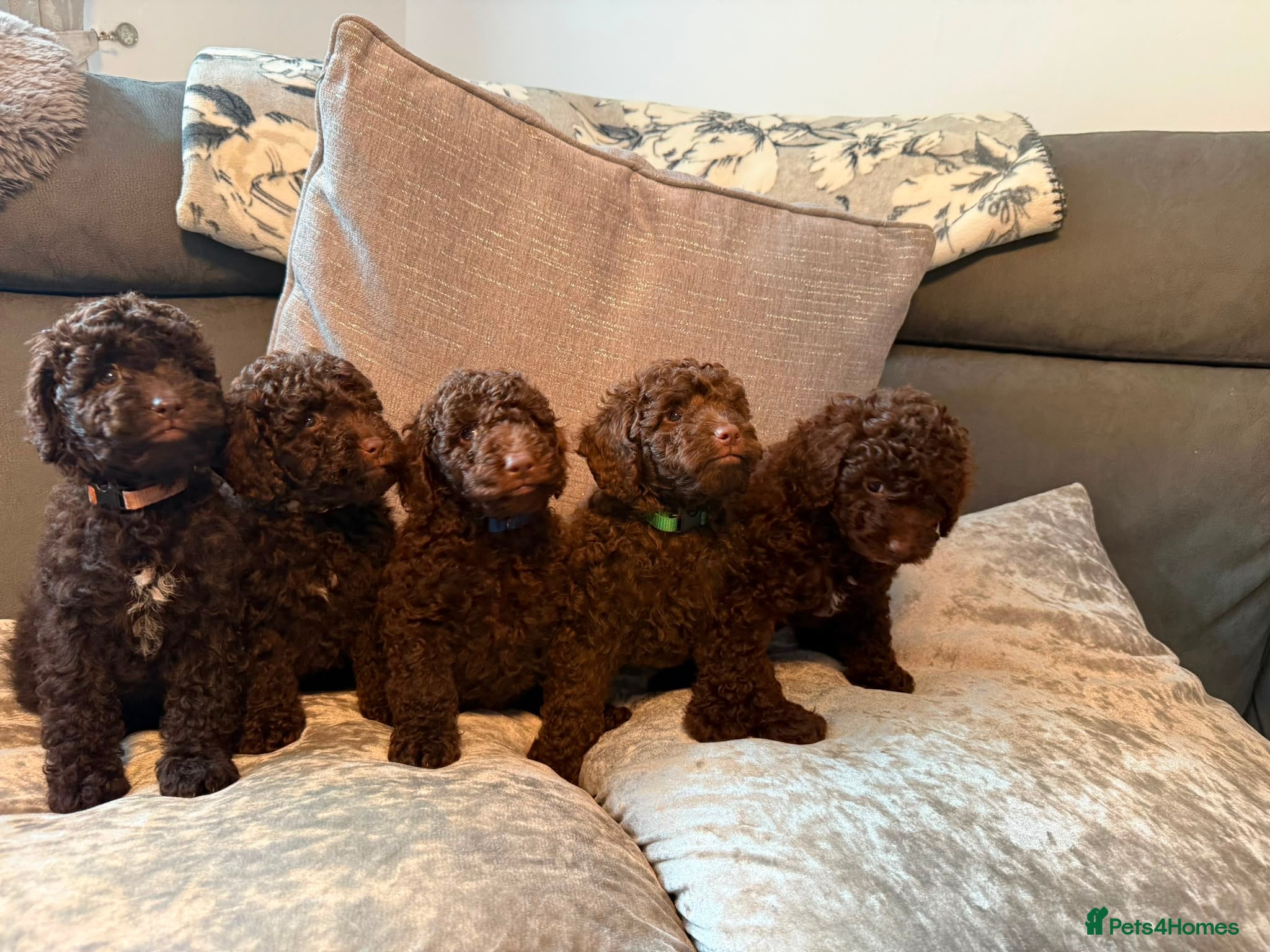 Cockapoo dogs Cockapoo F1B - Advert 1