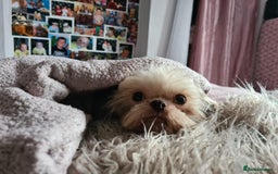 Shihpoo dogs for sale: F1 TOY SHIHPOO puppies, platinum choc champagne - Image 23
